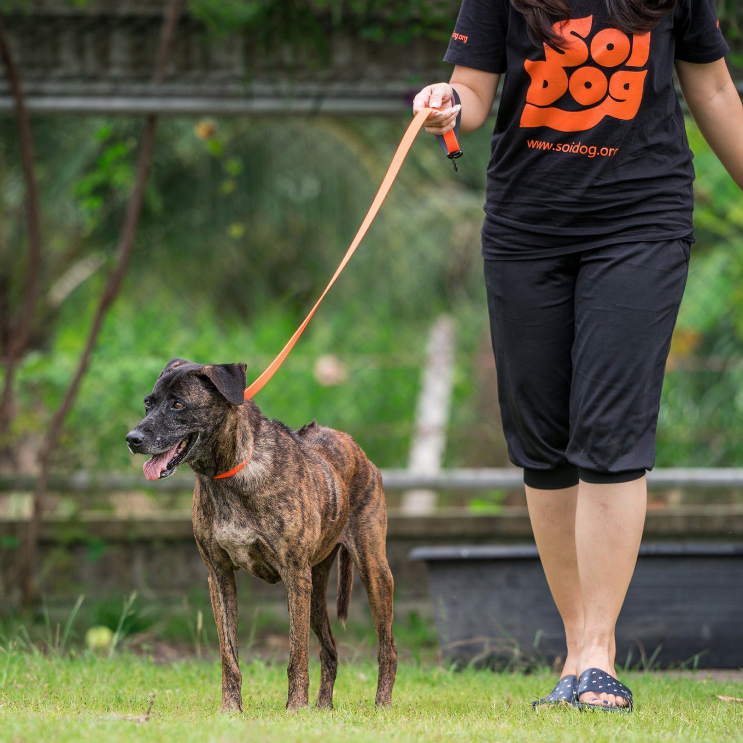 Soi Dog leash